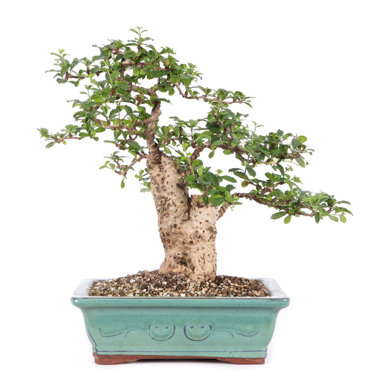 Carmona microphylla