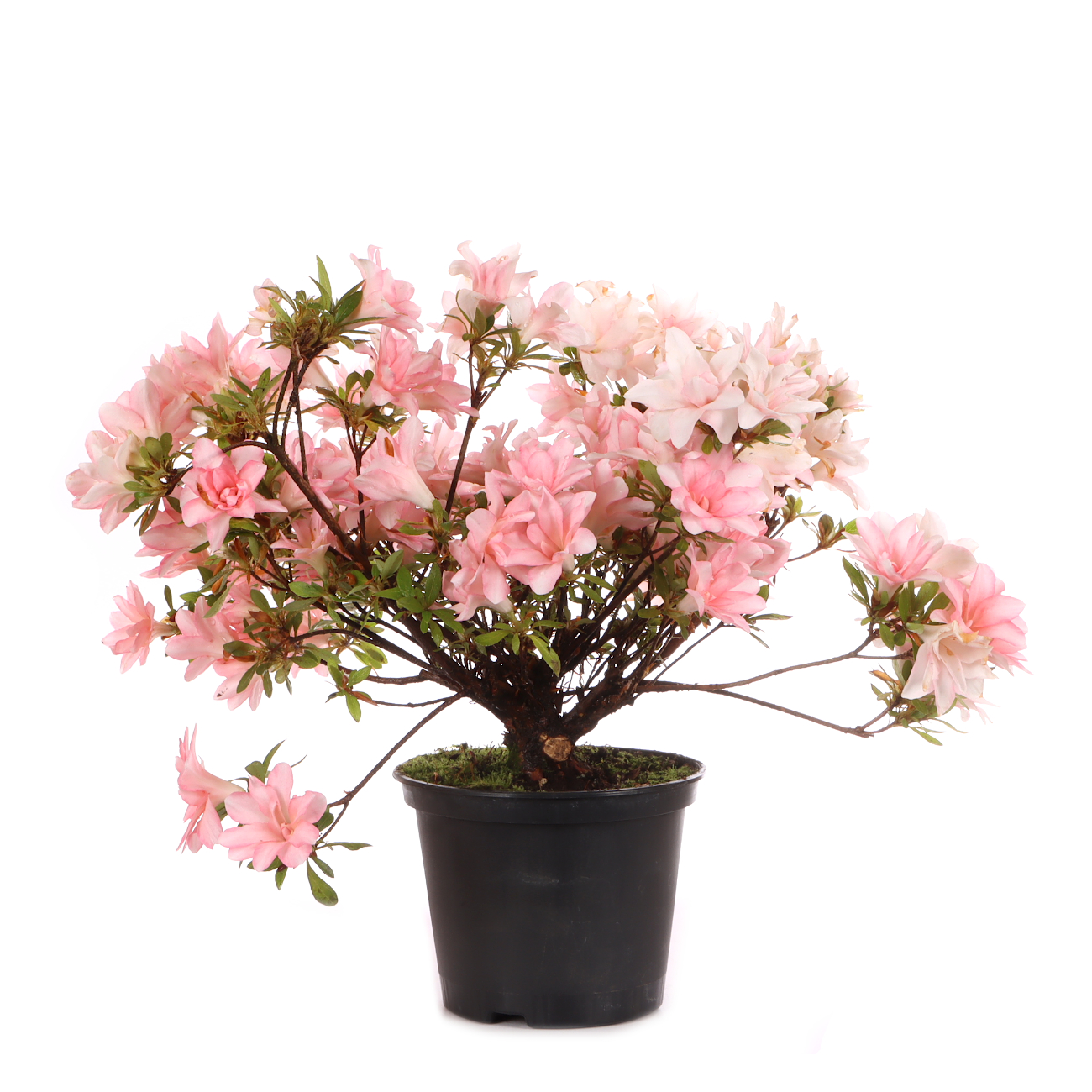 Rhododendron indicum 'Hotaru'