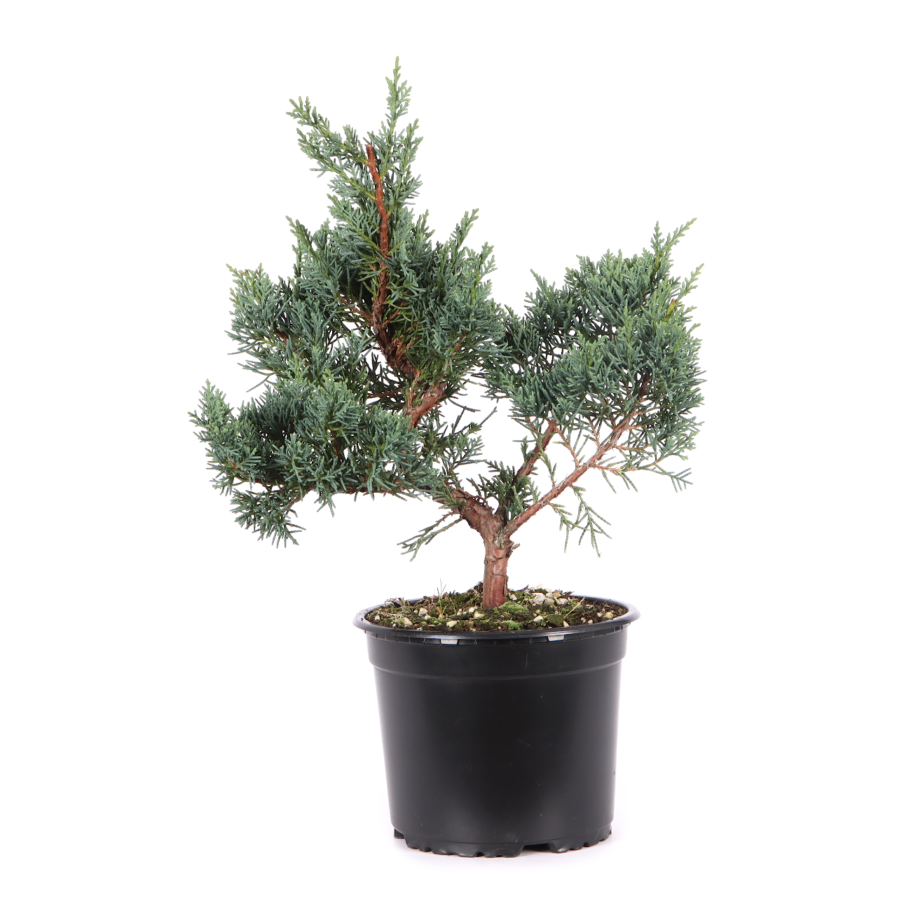 Juniperus chinensis ‘Blaauw‘
