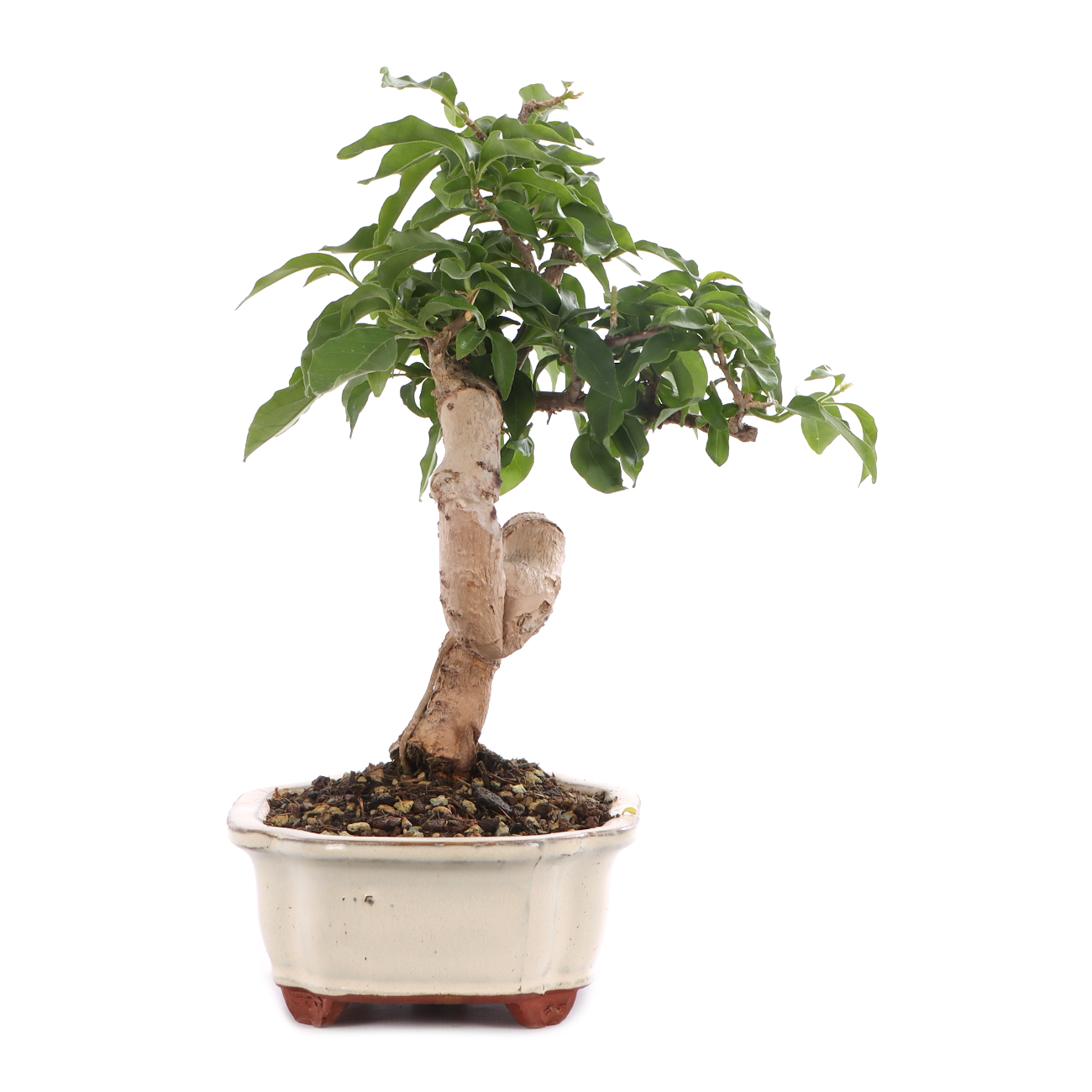 Bougainvillea glabra