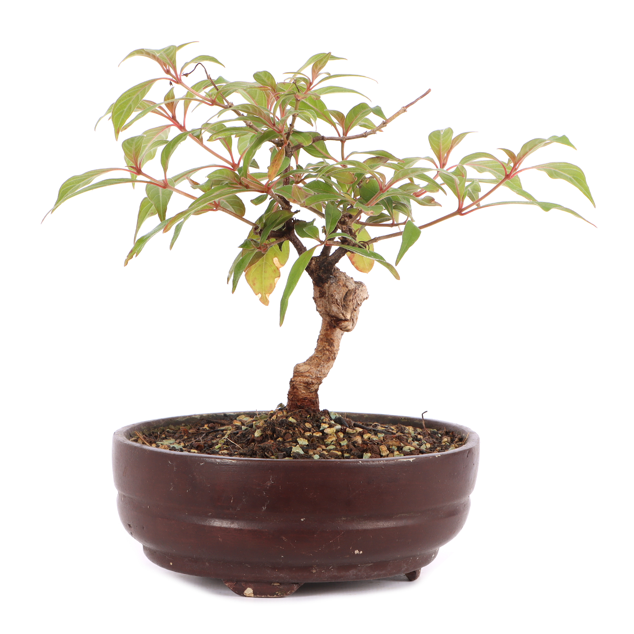 Hamelia patens