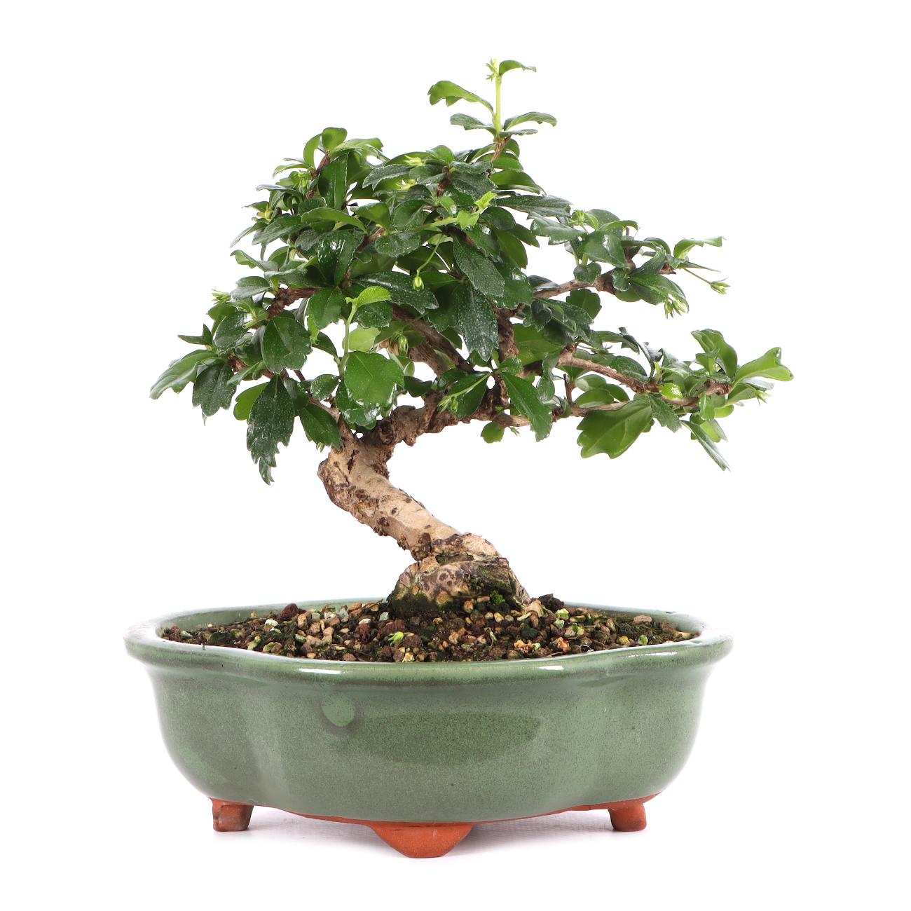 Carmona microphylla