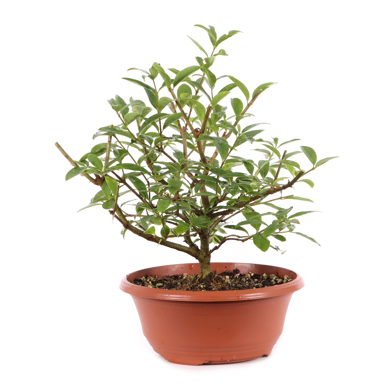 Ligustrum vulgare