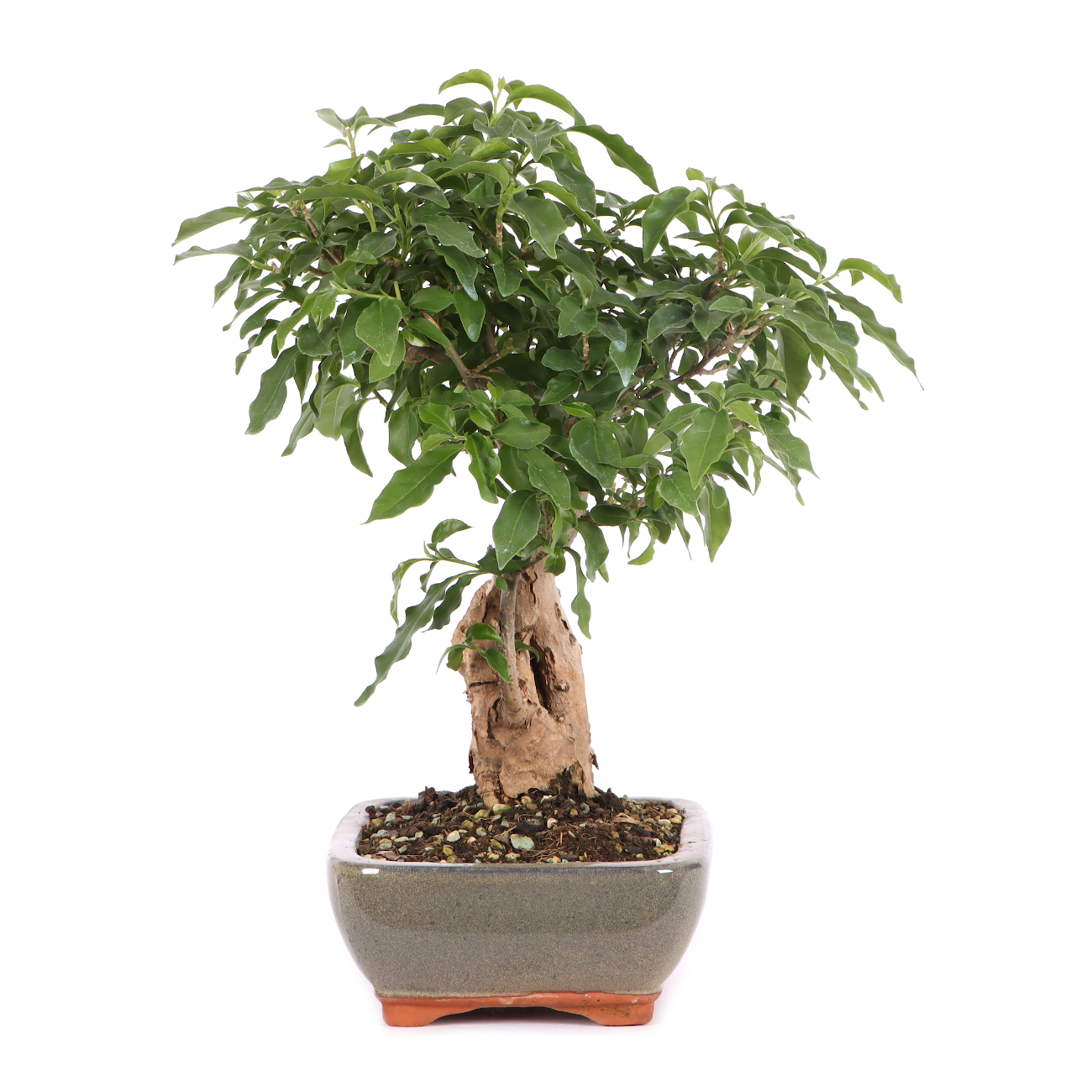 Bougainvillea glabra
