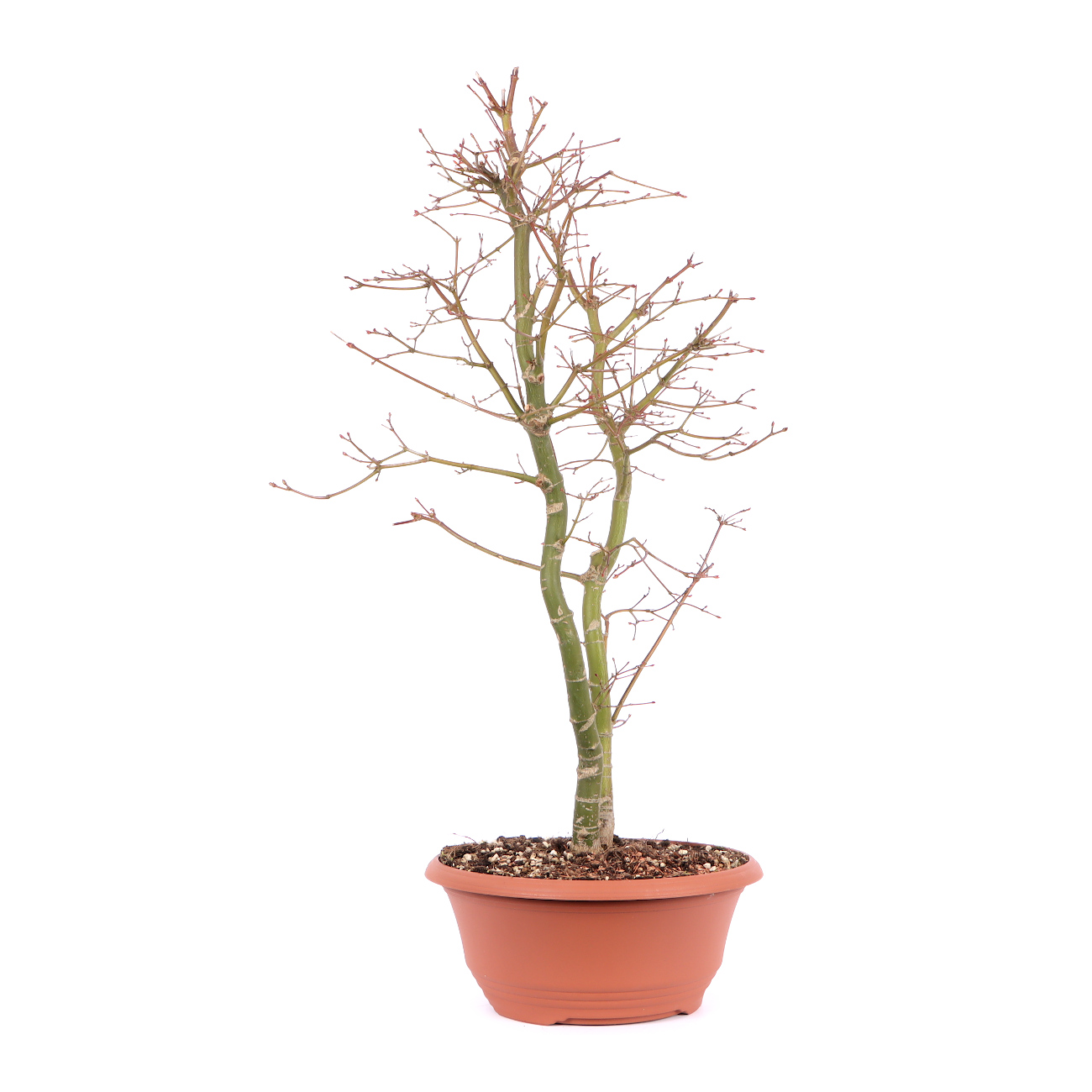 Seitenansicht rechts