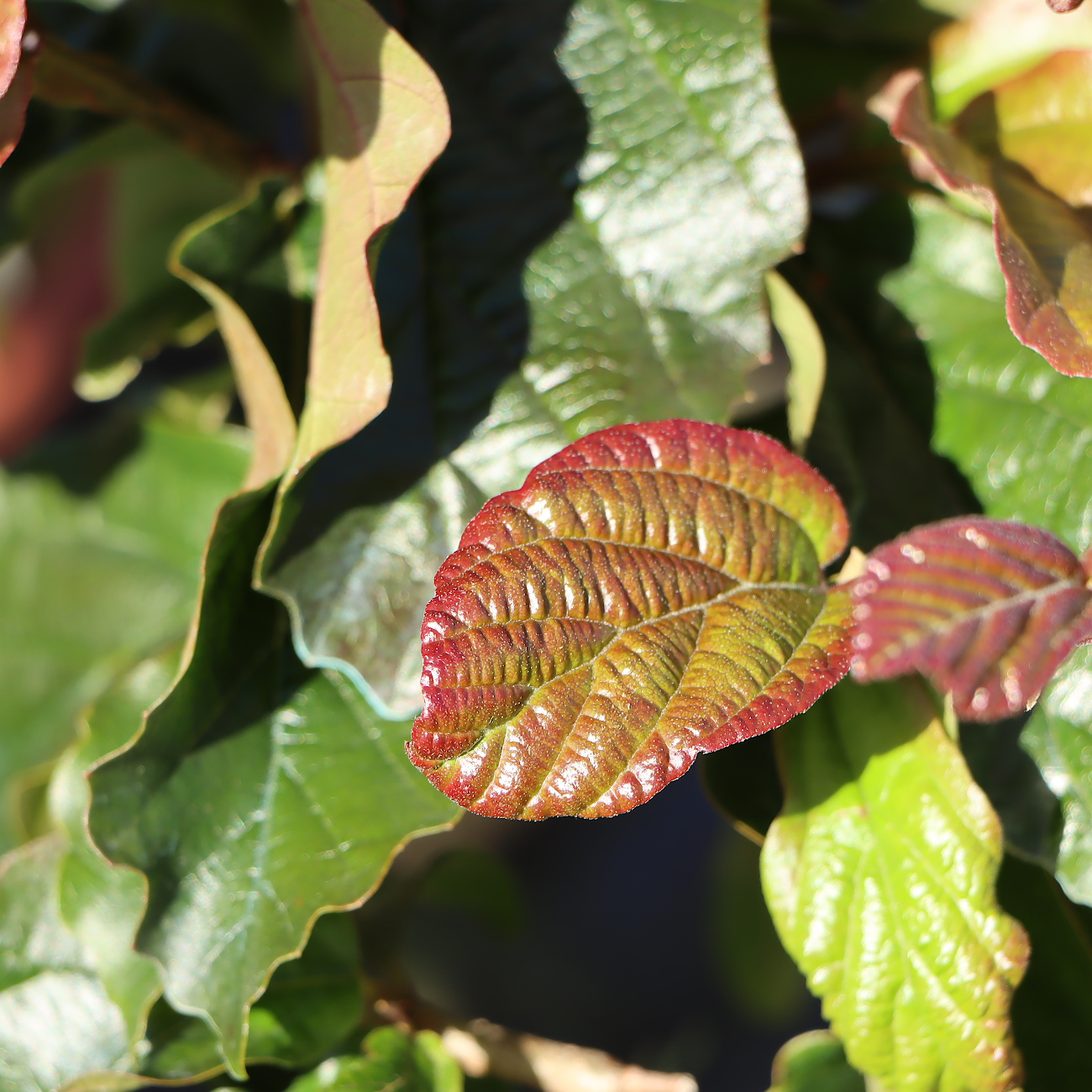 Parrotia persica 'Bella'