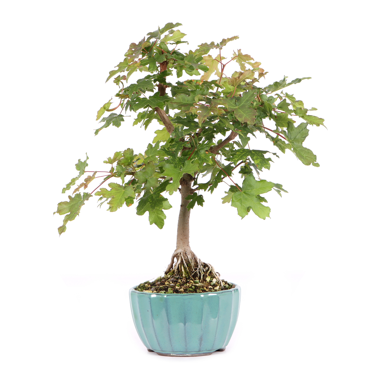Acer campestre