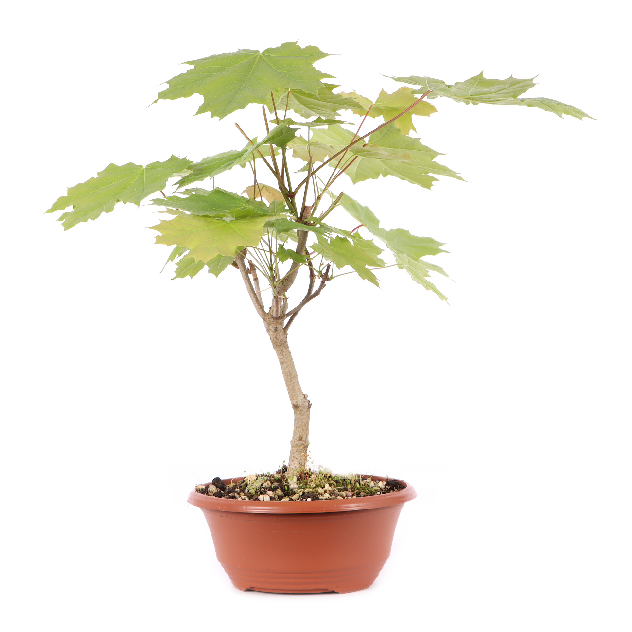 Acer platanoides