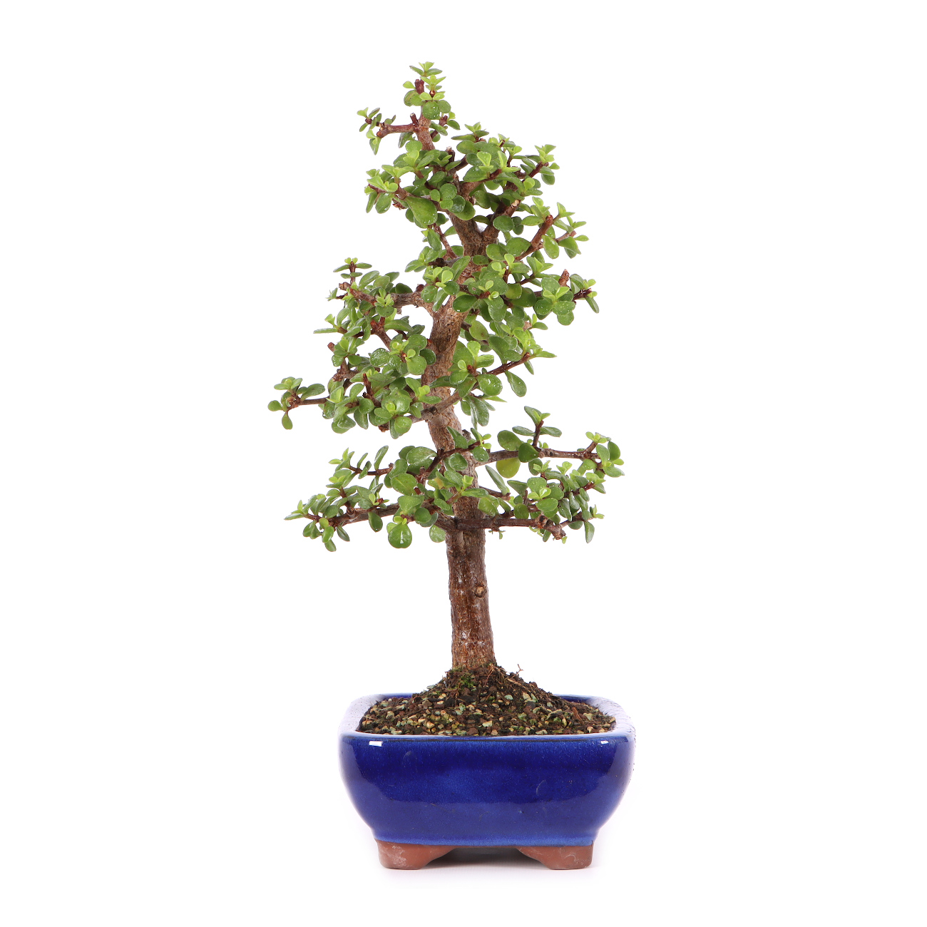 Portulacaria afra