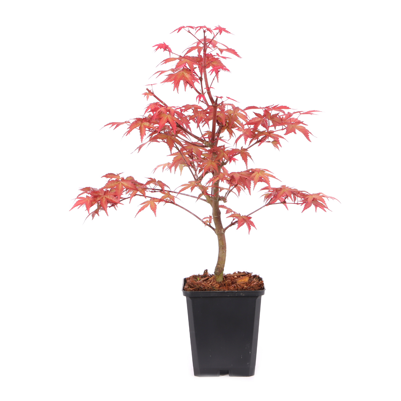 Acer palmatum 'Beni-maiko'
