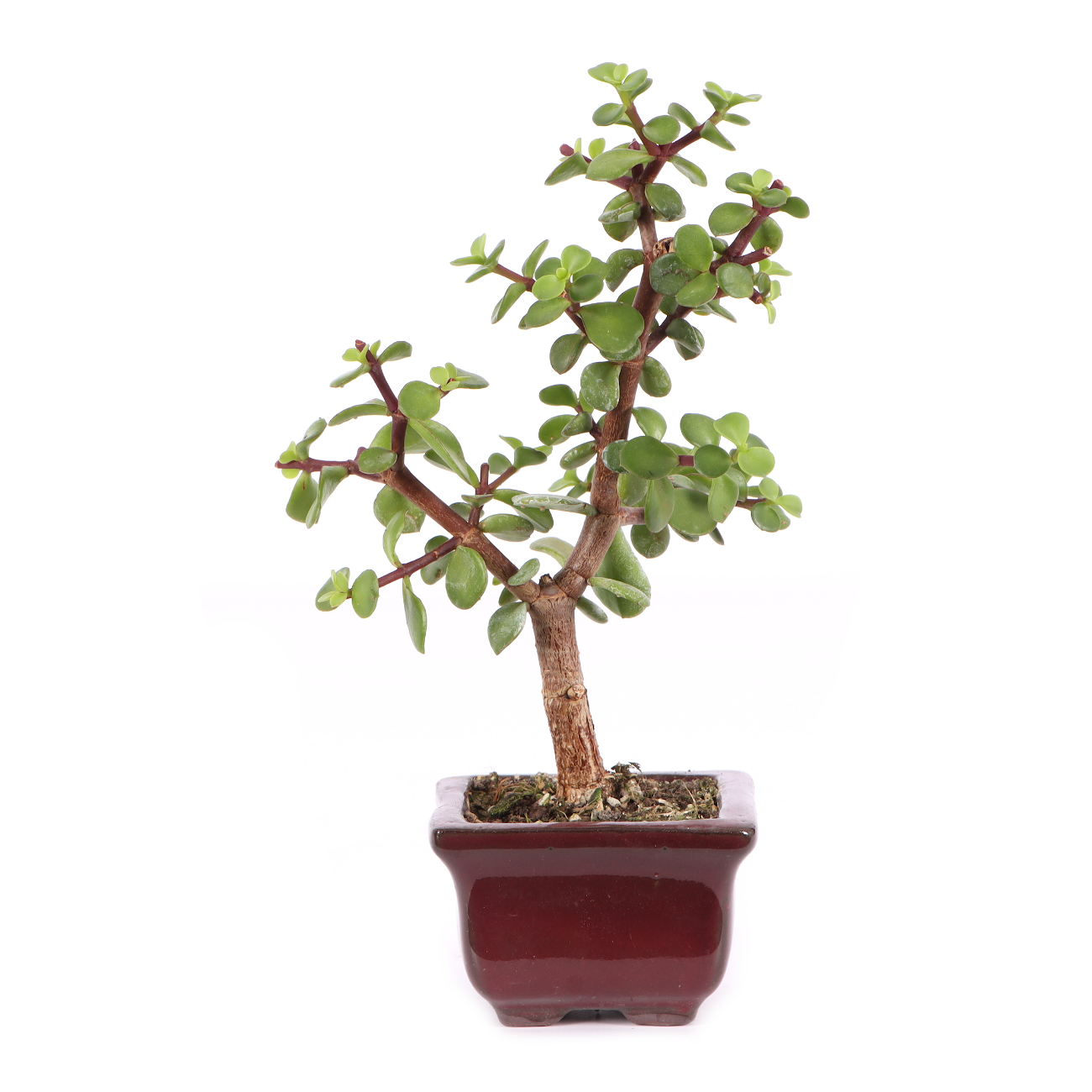 Portulacaria afra