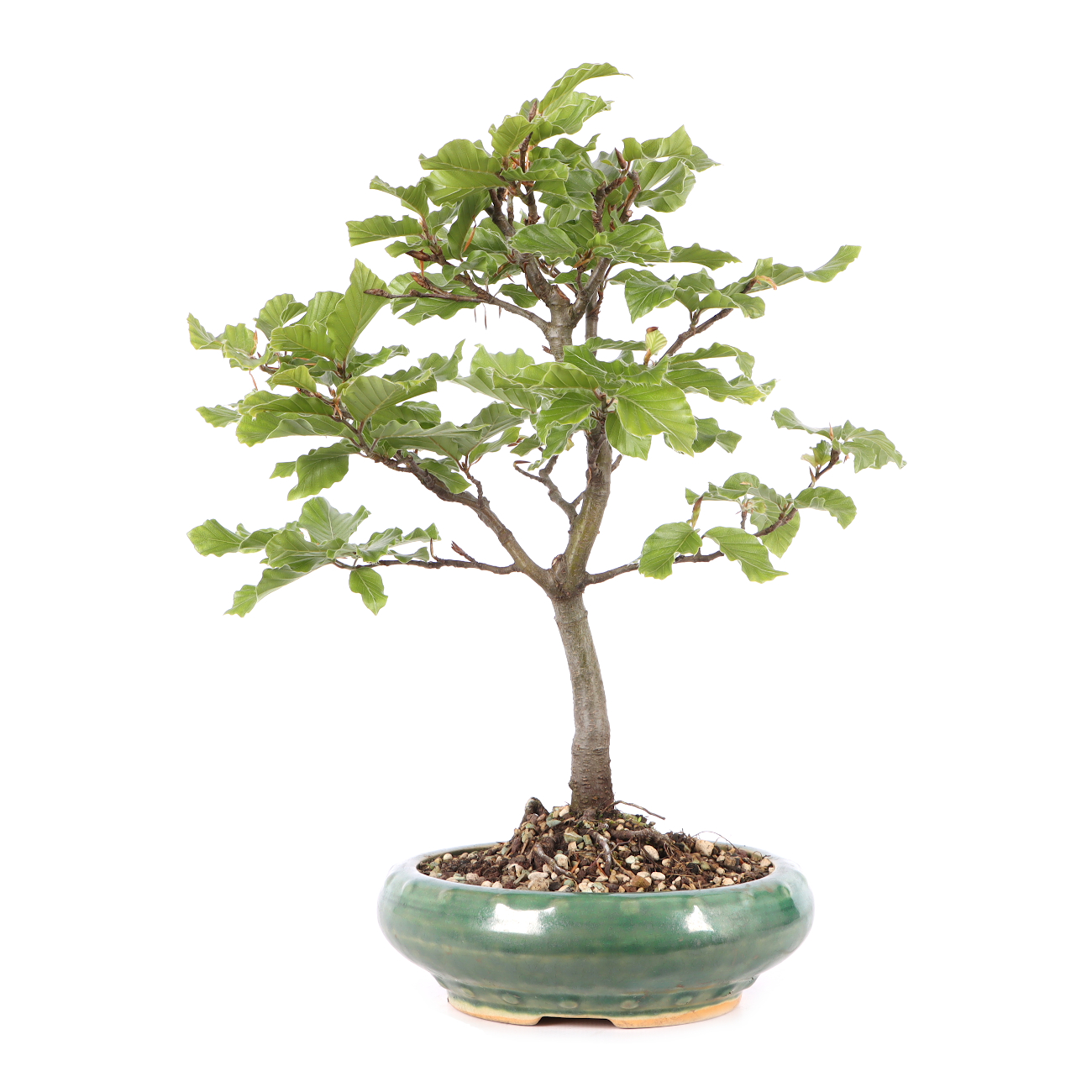 Fagus sylvatica