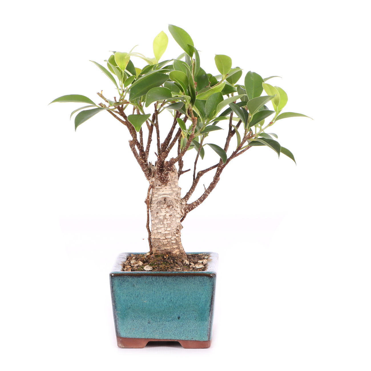 Ficus microcarpa 'Tiger Bark'