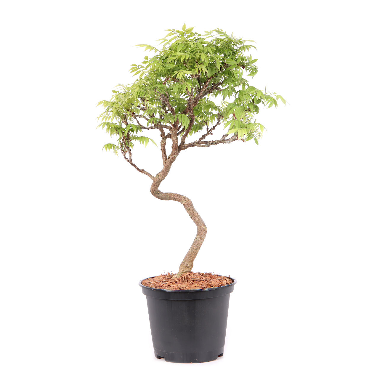 Millettia japonica 'Hime Fuji'