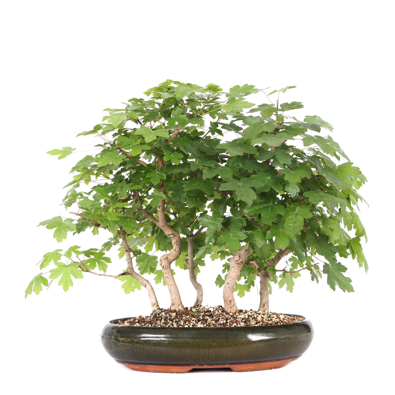 Acer campestre