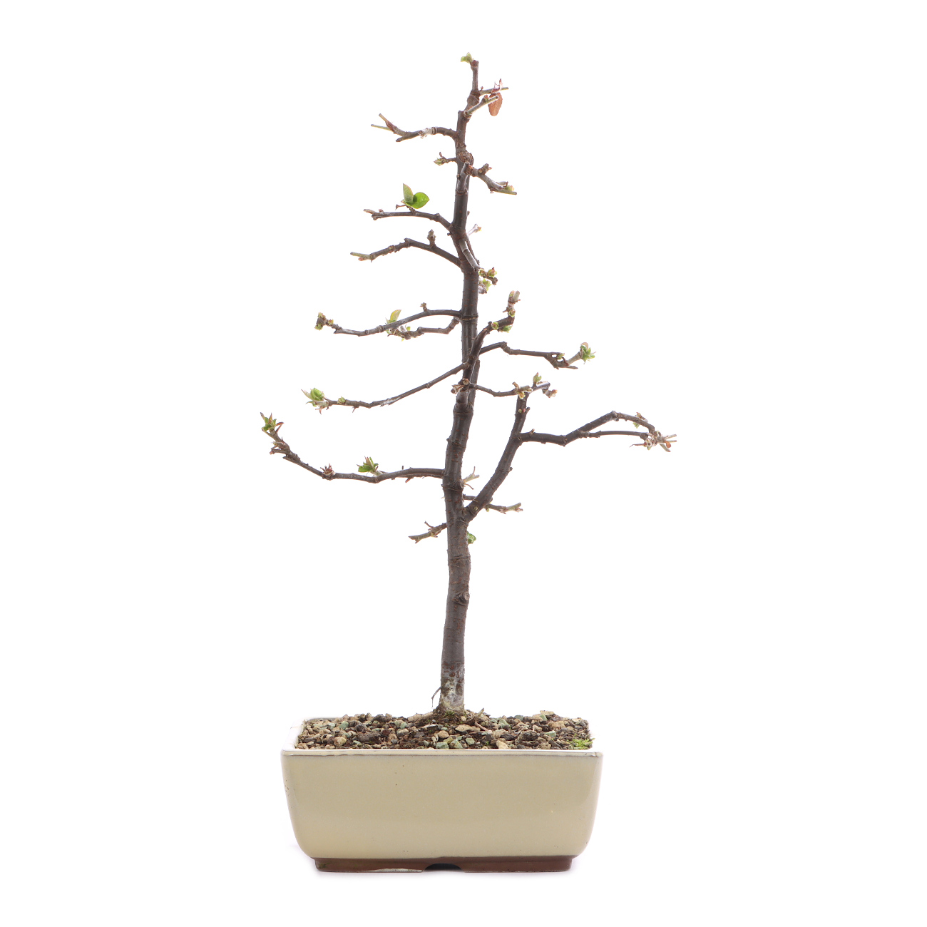 Pseudocydonia sinensis