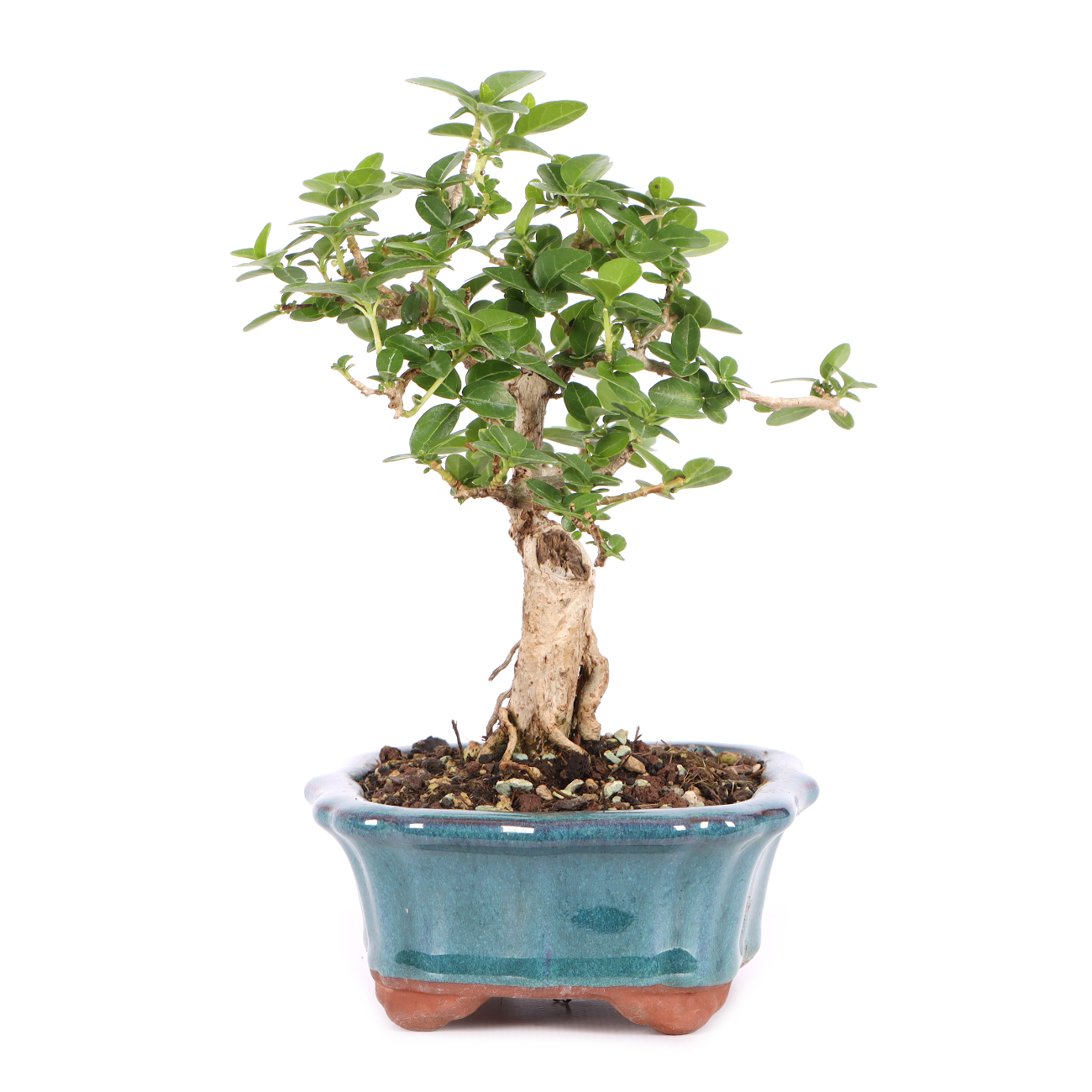 Premna microphylla