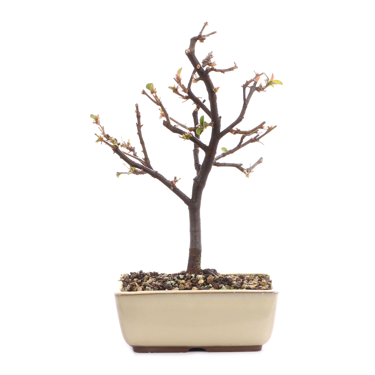 Pseudocydonia sinensis