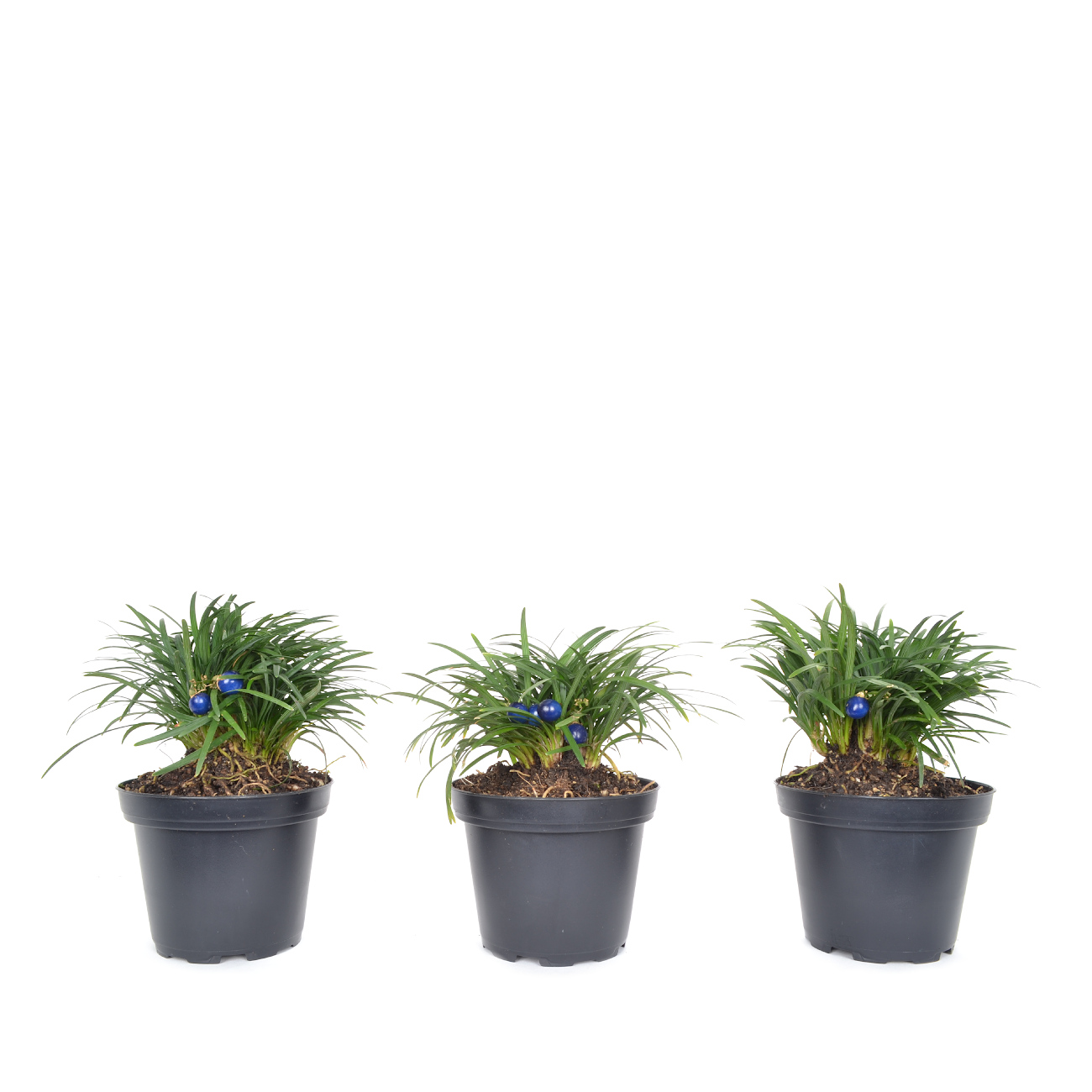 Ophiopogon japonicus 'Minor'