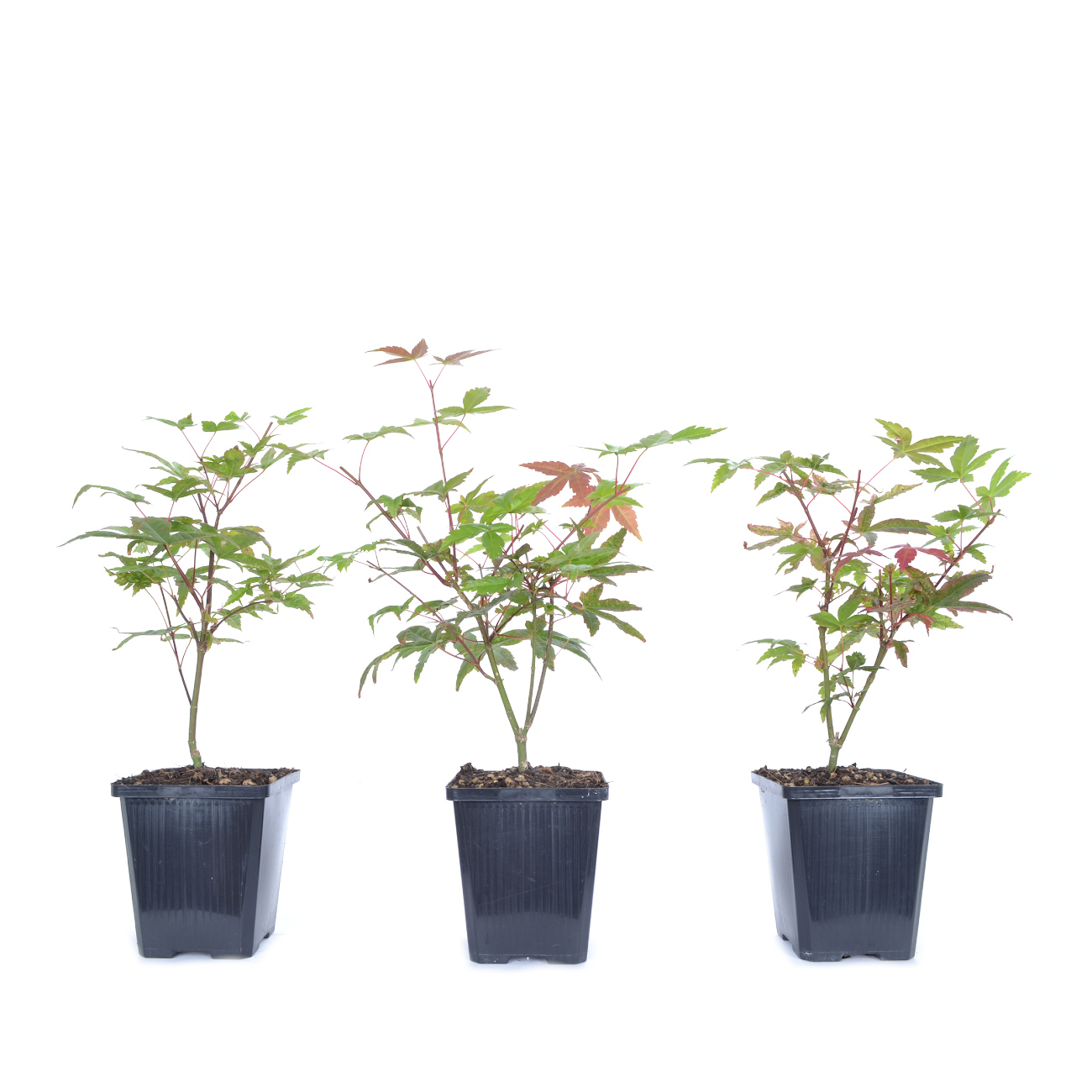 Acer palmatum 'Deshojo'