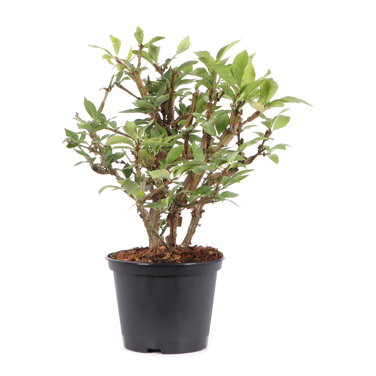 Seitenansicht rechts