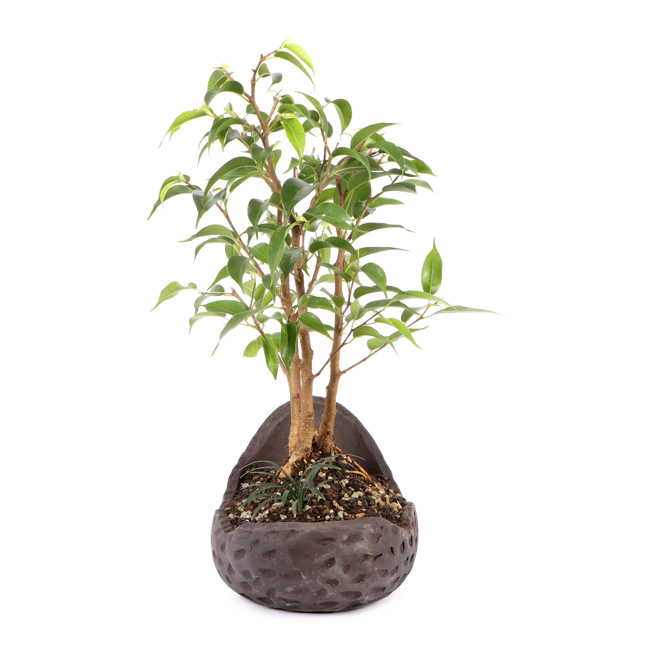 Seitenansicht rechts