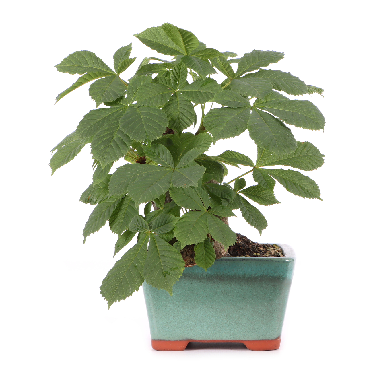 Aesculus hippocastanum