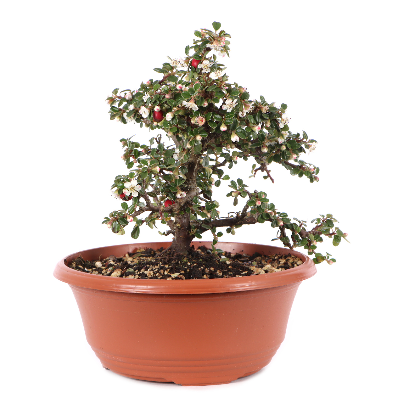 Cotoneaster microphyllus 'Cochleatus'