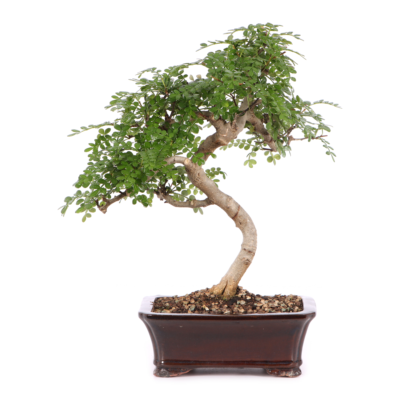 Zanthoxylum spec.