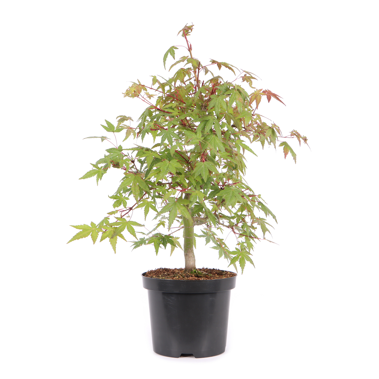 Acer palmatum
