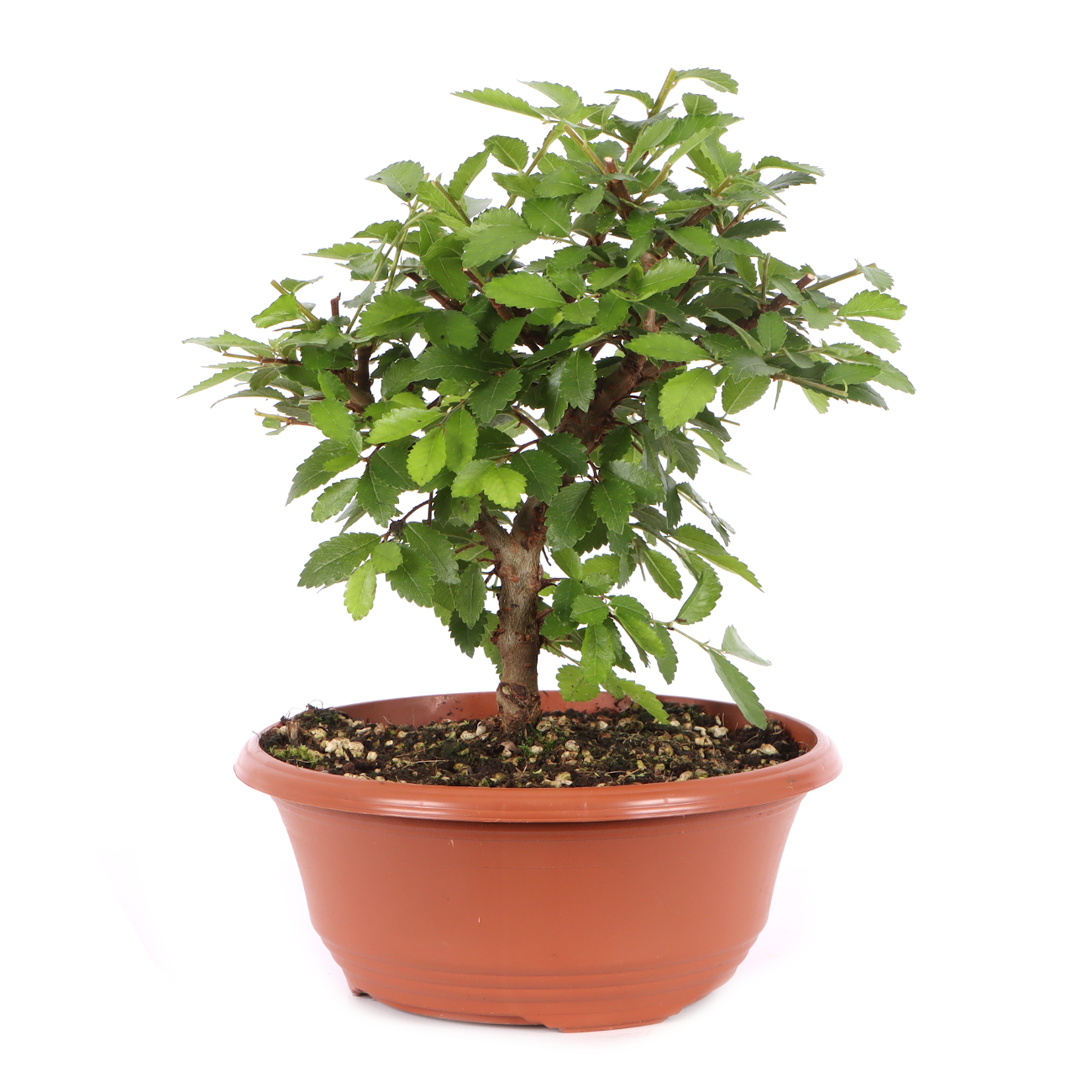 Ulmus japonica