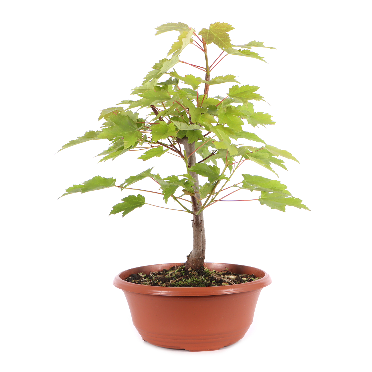 Acer rubrum 'October Glory'
