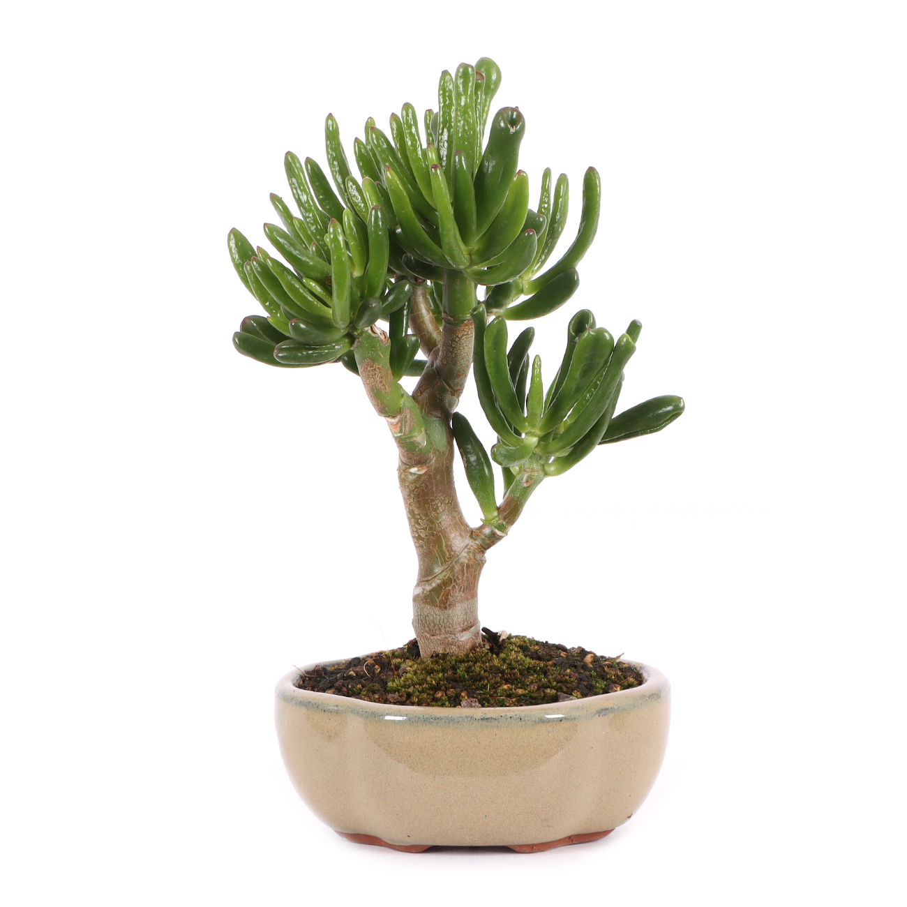 Crassula ovata 'Horn Tree'