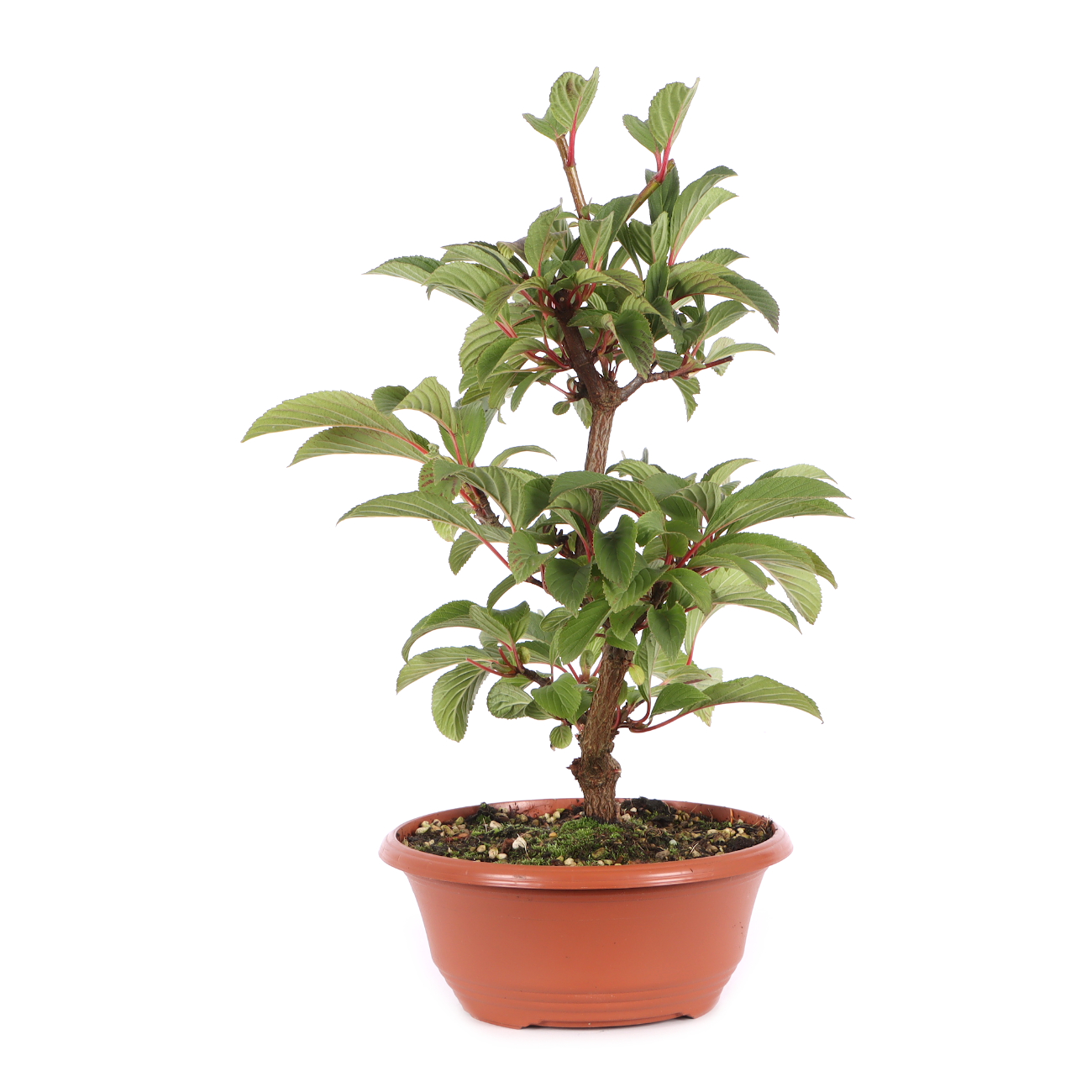Viburnum x bodnantense 'Dawn'