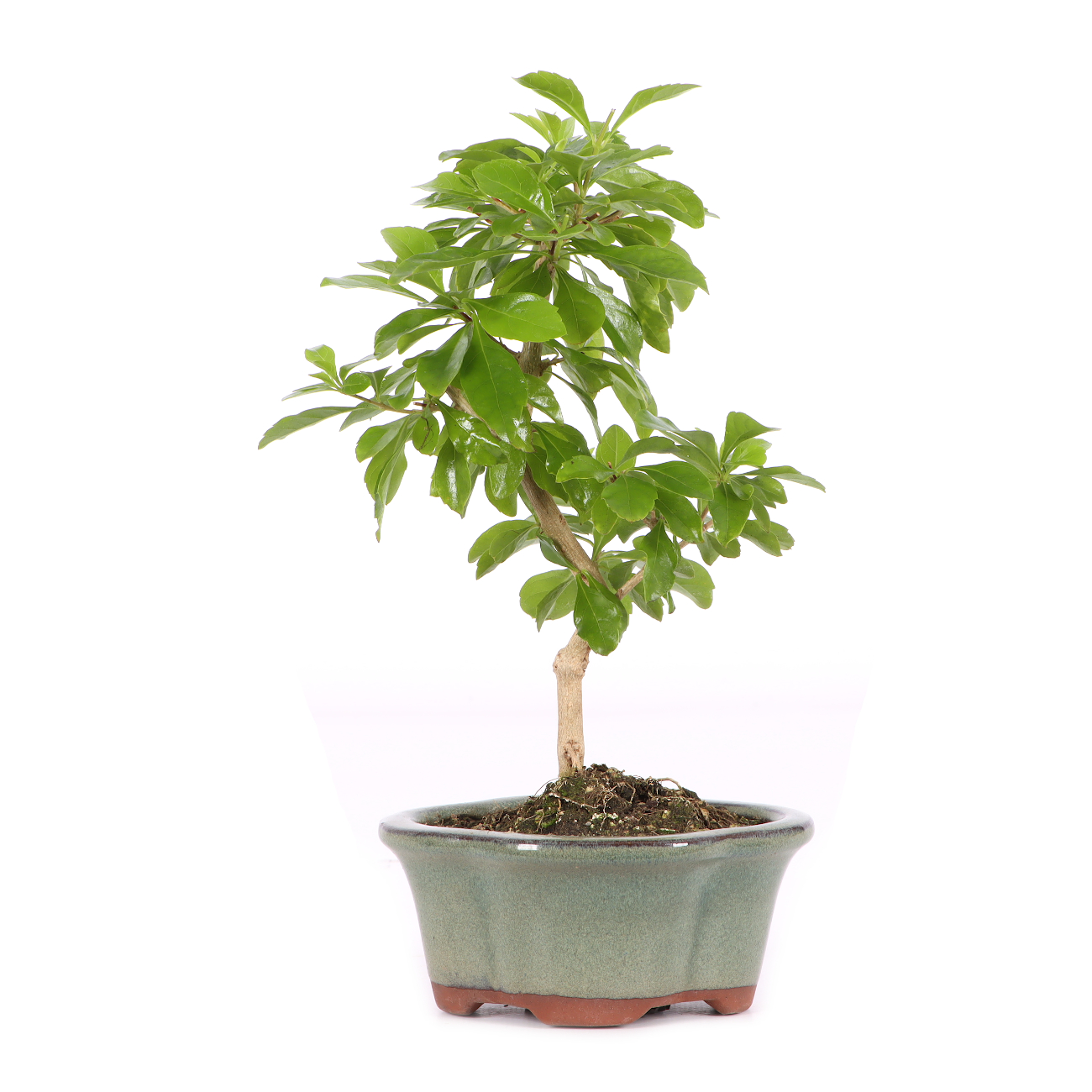 Duranta erecta