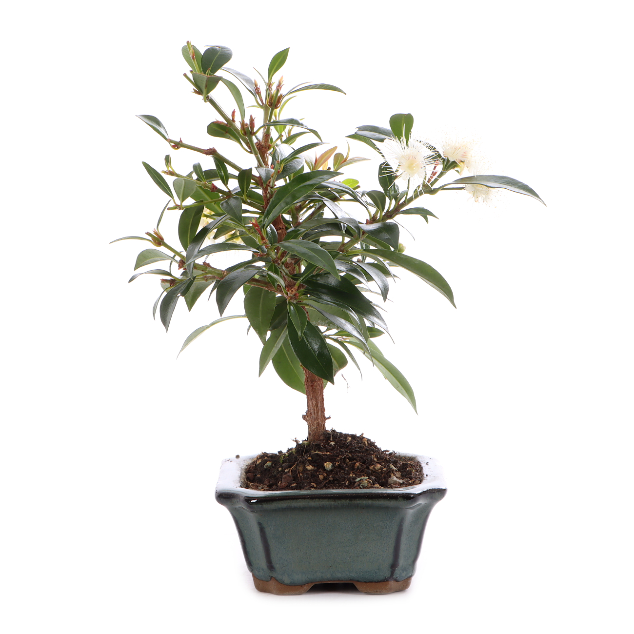 Syzygium paniculatum
