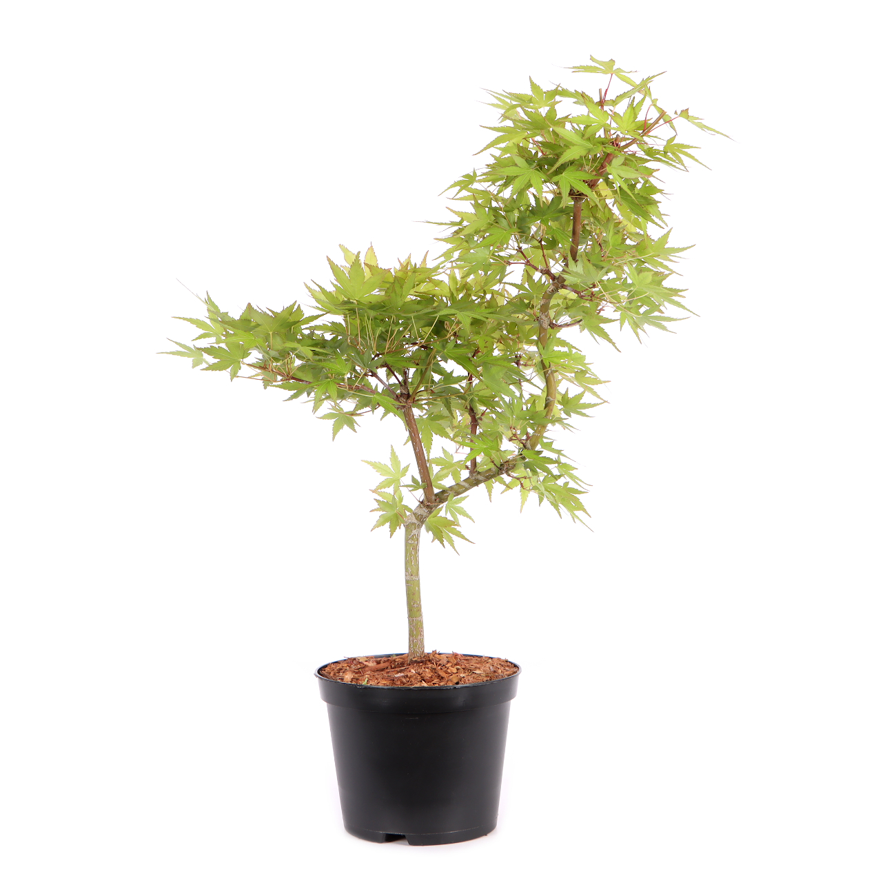 Acer palmatum