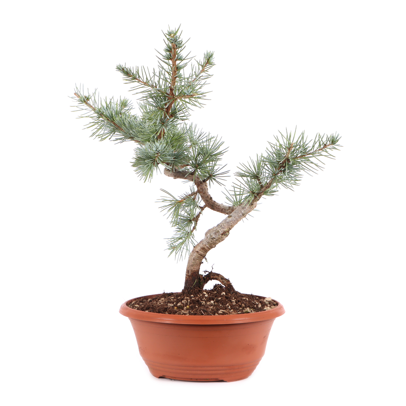 Cedrus atlantica 'Glauca'