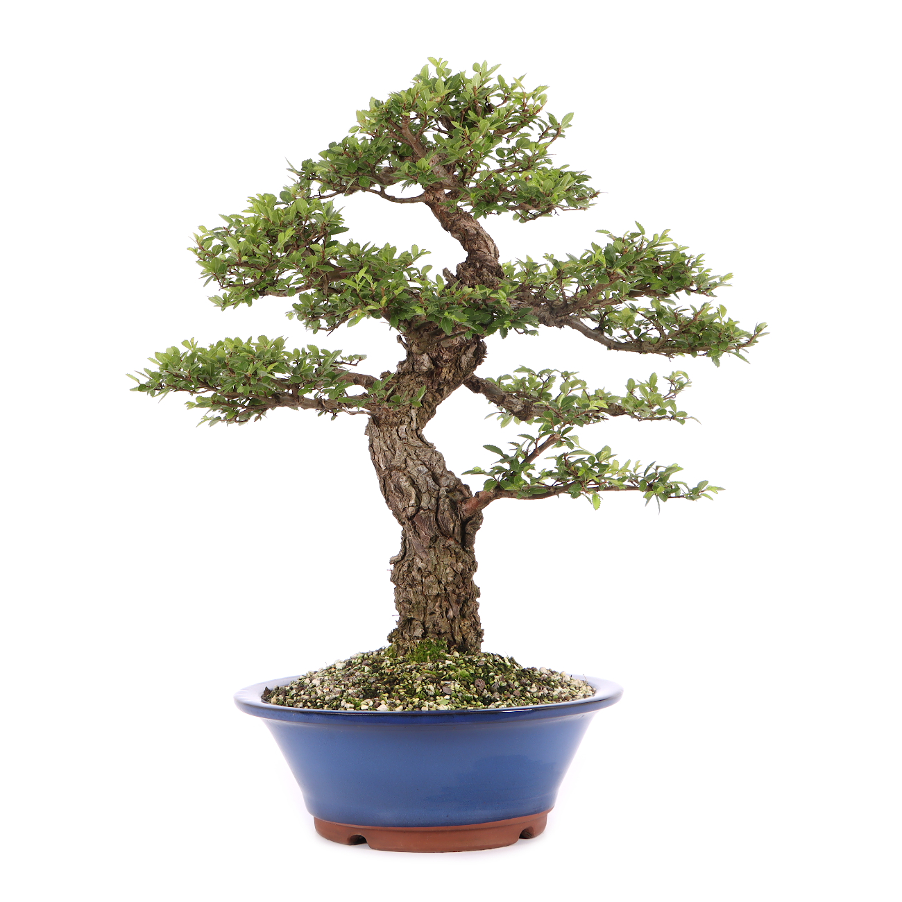 Ulmus japonica