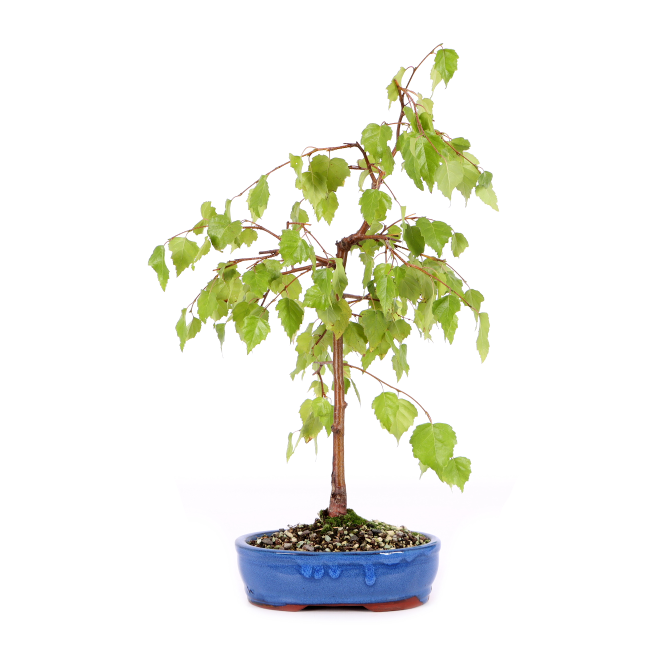 Betula pendula 'Youngii'