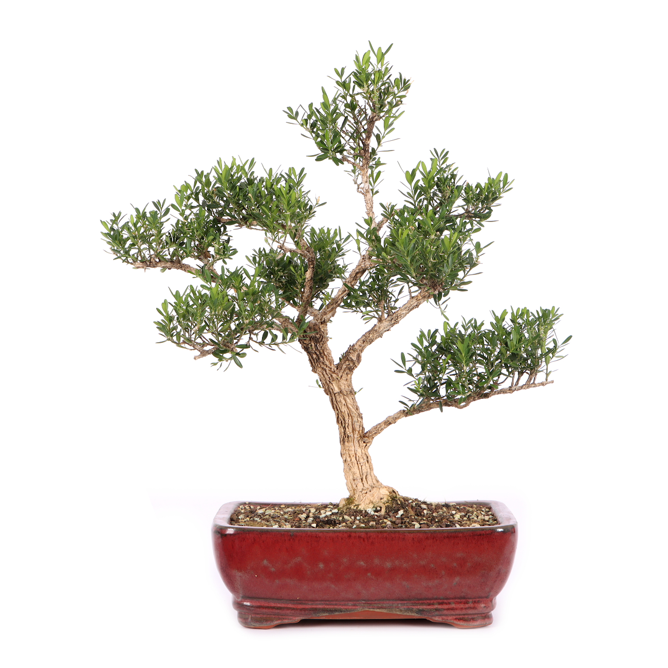 Buxus sinica var. sinica