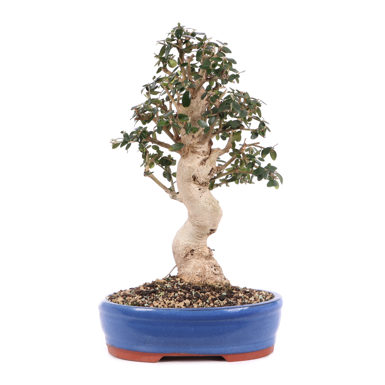 Olea europaea subsp. sylvestris