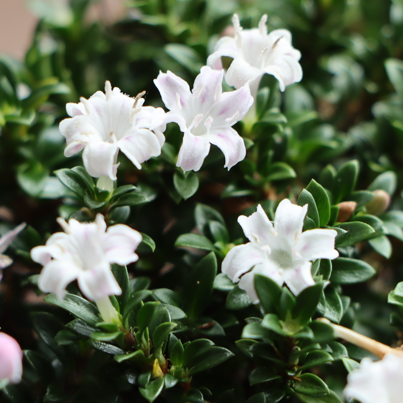 Blüte