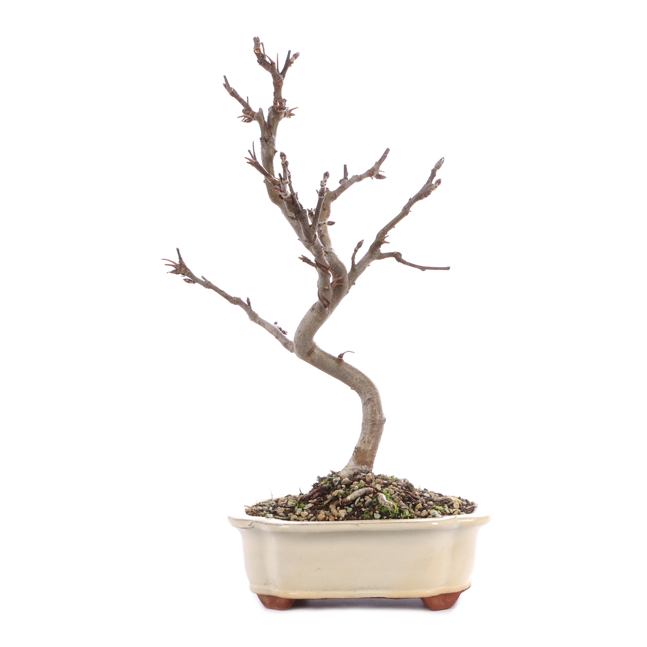 Malus spec.
