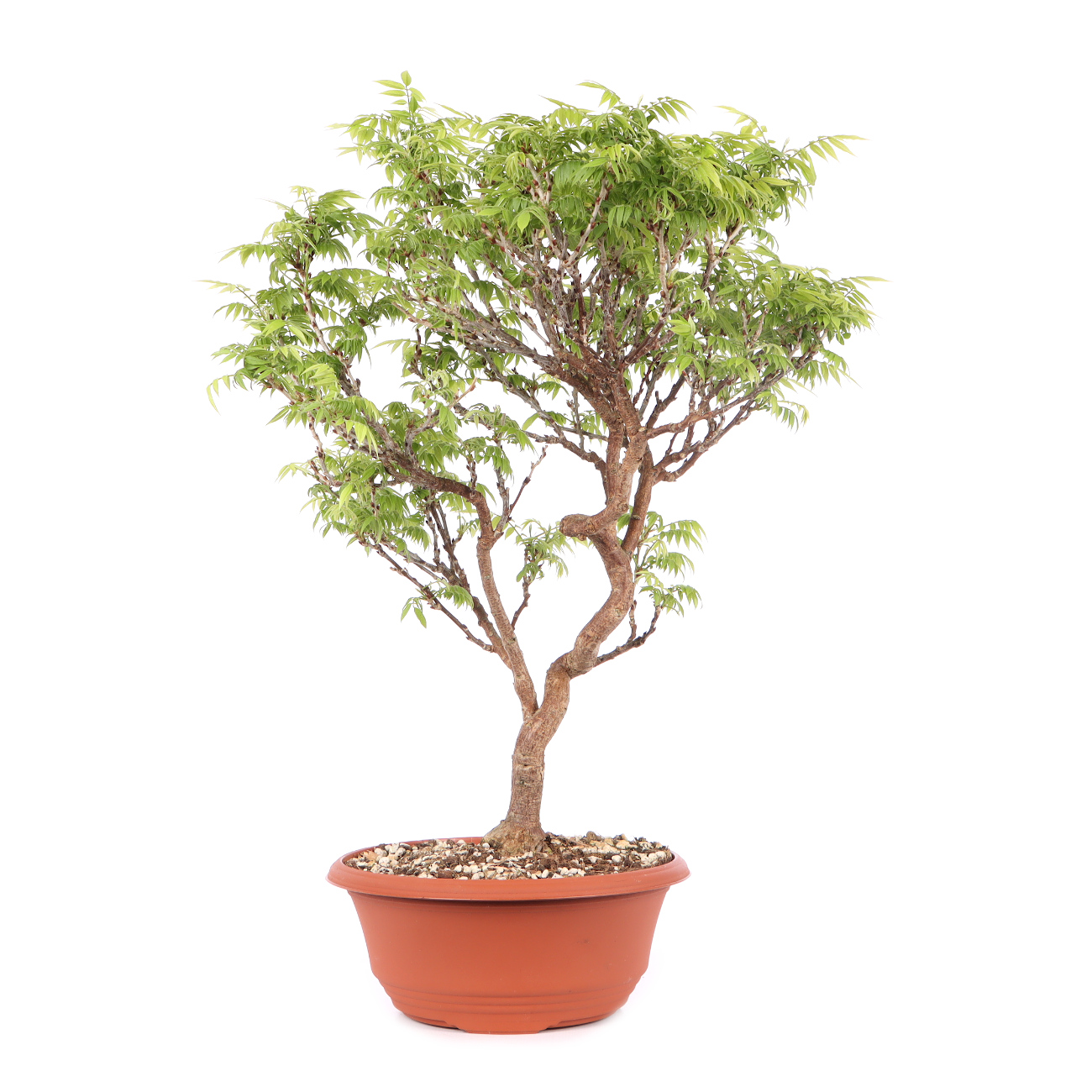 Millettia japonica 'Hime Fuji'