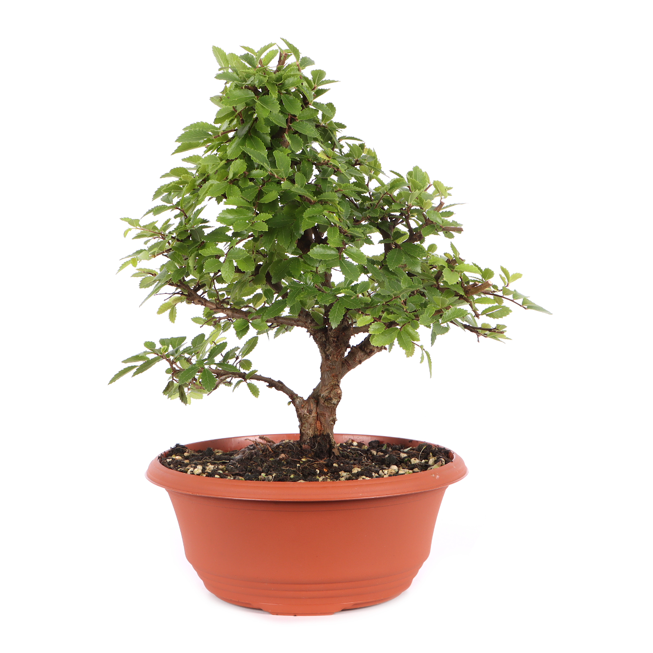 Ulmus japonica