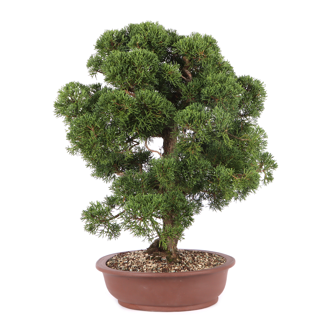Juniperus chinensis
