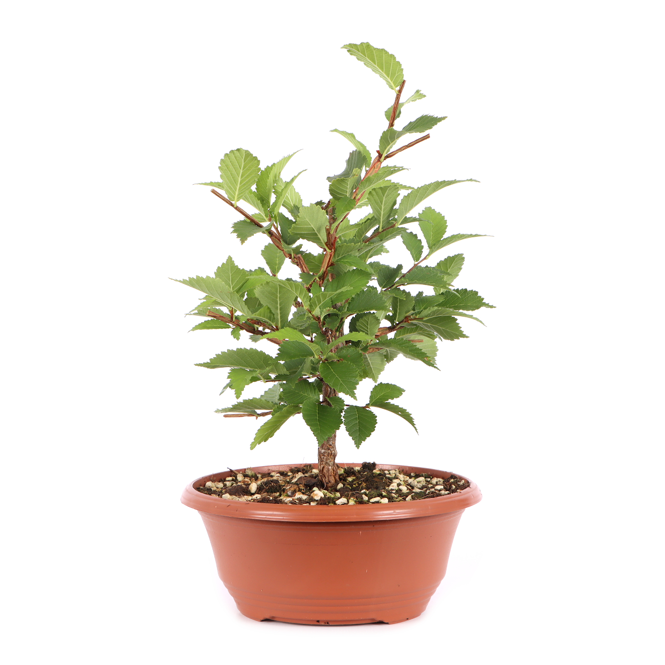 Ulmus minor var.