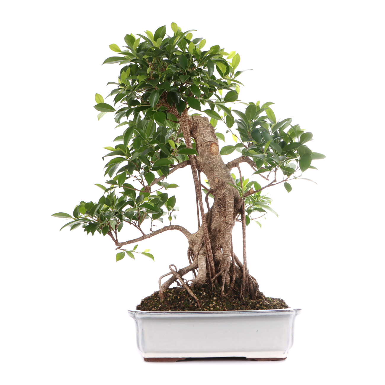 Ficus microcarpa 'Tiger Bark'