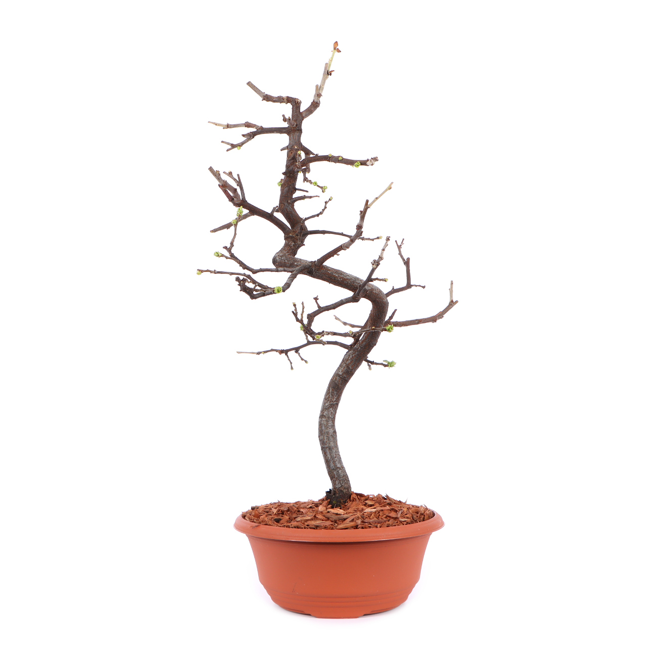 Seitenansicht rechts